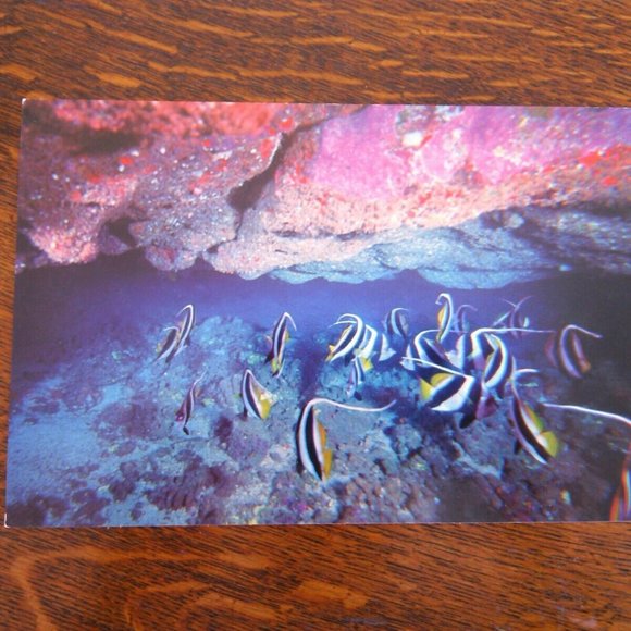 Vintage Postcard Marine Murals Hawaii Moorish Idols Fish & Black Coral Unposted - Picture 12 of 16